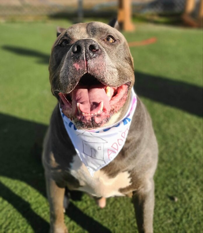 Picture of the Animal Listed